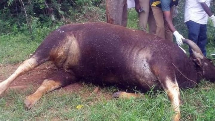 Indian Gaur found dead