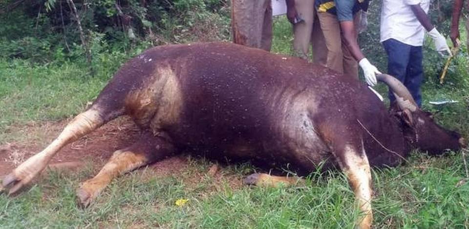 Indian Gaur found dead
