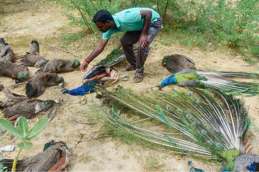 47 Peacocks Found Dead Near Lake in Madurai, Police Suspect Poisoning