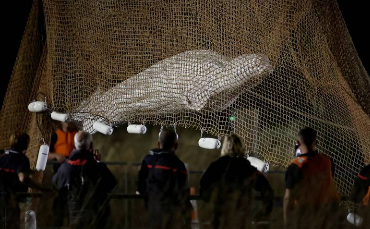 Stranded beluga whale winched out of France’s Seine river in rescue attempt