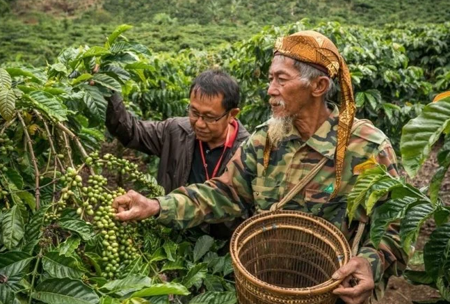 Indonesian coffee exporters eye potential in Middle East market