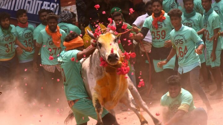 Introducing the Bulls of Madurai Geared Up for Jallikattu Spectacle