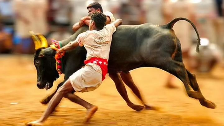 Celebrating Tradition: Jallikattu Season in Tamil Nadu