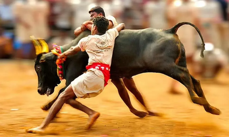 Celebrating Tradition: Jallikattu Season in Tamil Nadu